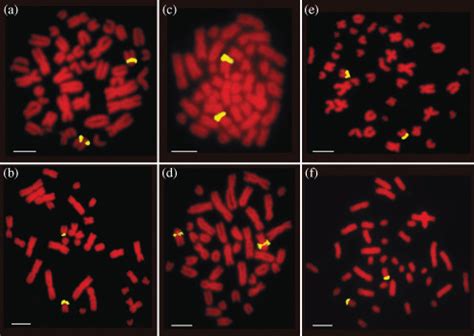 Fluorescence In Situ Hybridization Fish With S Rdna On Chromosomes