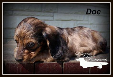 Red Dapple Longhair Dachshund Elegant Dachshunds Daschund Puppies