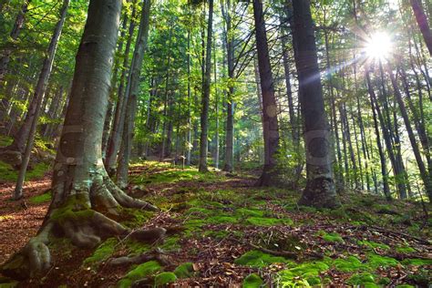 Sommermorgen Im Mystischen Wald Stock Bild Colourbox