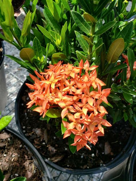 Buy Florida Friendly Plants - Largo and St. Petersburg