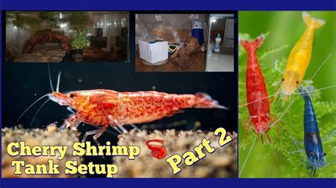 Setting Up A Cherry Shrimp Tank Neocaridina Tank Setup Part