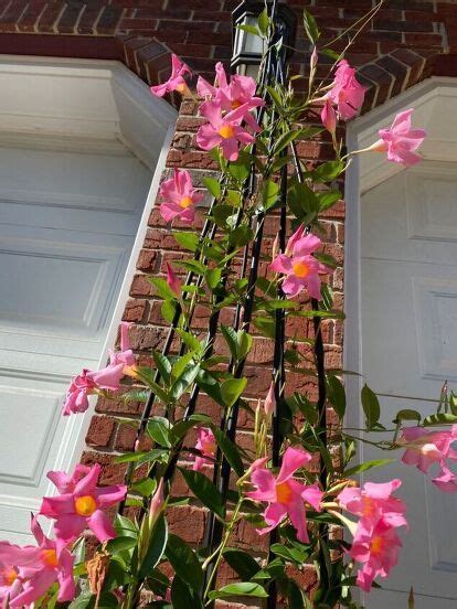 Mandevilla Trellis Ideas Care Tips To Grow Stunning Plants Artofit