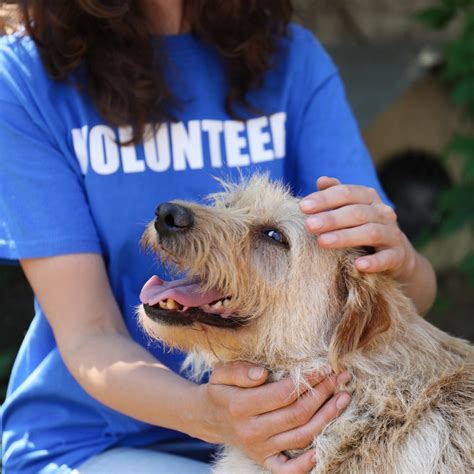 Dog Volunteering Opportunities 101: 10 Ways to Give Back - Animals Matter, Inc.