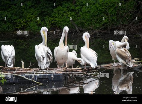 Group Great White Pelican Sits On A Log In The Lake Stock Photo Alamy