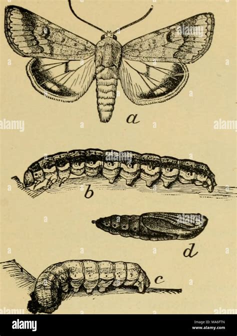 Corn Earworm Pupa