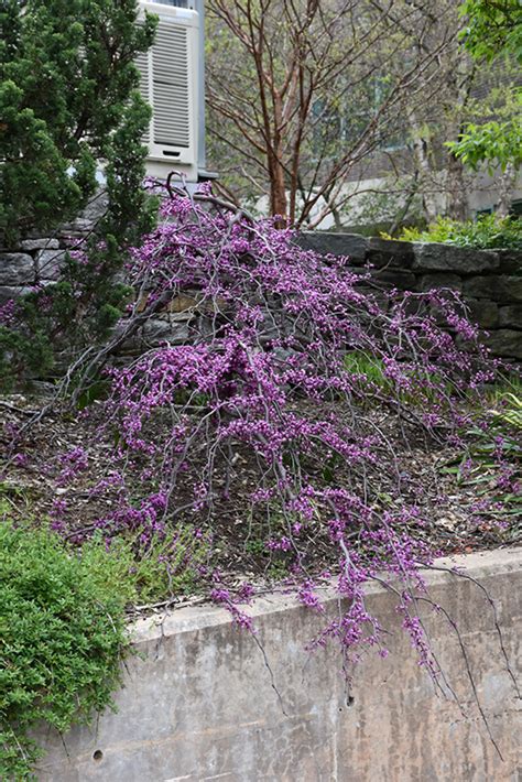 Ruby Falls Redbud Cercis Canadensis Ruby Falls In Davidsonville