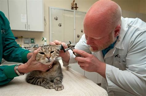 Dermatology Veterinary Specialty Center