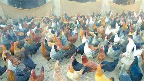 Desi Hen Farming In Pakistan Desi Murgi Farming Golden Misri Farming