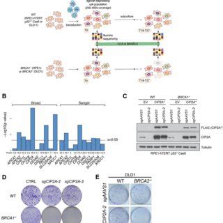 Pdf Cip A Is A Prime Synthetic Lethal Target For Brca Mutated Cancers