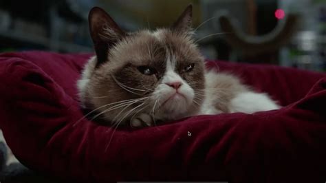 Grumpy Cat Movie Trailer Makes Even Grinches Love Christmas (VIDEO)