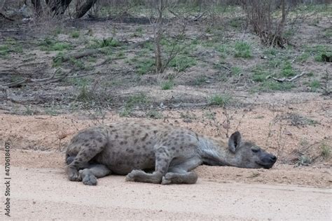 An Adult Spotted Hyena Crocuta Crocuta Sleeping Next To The Road