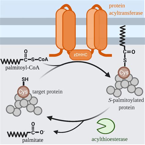 Acylation Mechanism Of Protein