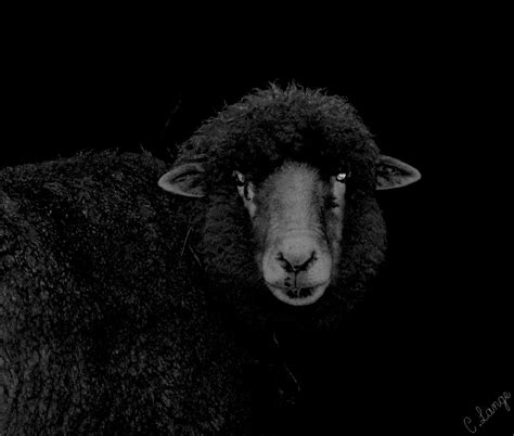 Black Sheep At Night Photograph By Cindy Lange Fine Art America