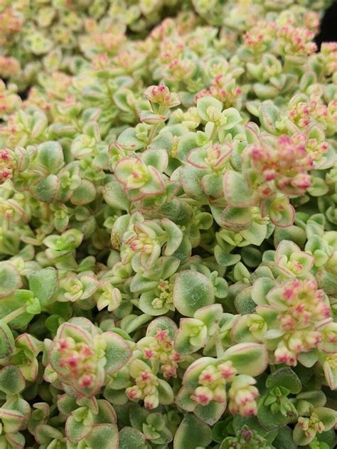 Crassula Pellucida L Calico Kitten Plant World Flora Pl Ntnet