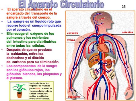 Ppt Aparato Circulatorio Powerpoint Presentation Free Download Id