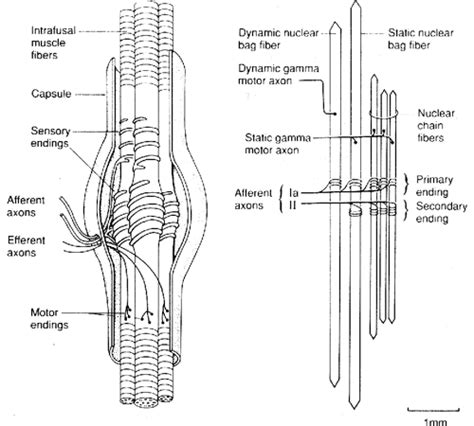 Pdf Proprioceptive Reflexes And Neurological Disorders Semantic Scholar