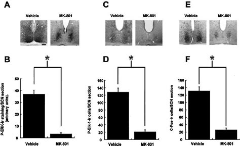 The NMDA Receptor Channel Blocker MK 801 Attenuates Photic Induction Of