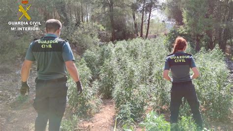 Sucesos La Guardia Civil Desmantela Una Plantación De Marihuana En Vall Dalba Y Detiene A Un