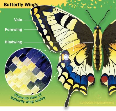 entomology - Can butterflies still fly after their wings are touched ...