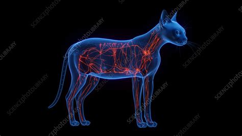 Cat S Lymphatic System Illustration Stock Image F