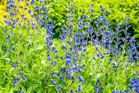 12 Garden Plants With Blue Flowers