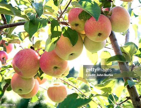 Gala Apple Tree Photos And Premium High Res Pictures Getty Images