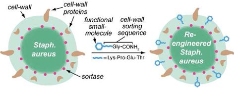 Figure From A Biosynthetic Strategy For Re Engineering The