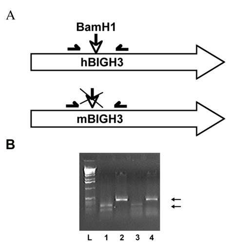 Screening For Transgenic Tgfbi Bigh Mrna Expression A The Scheme