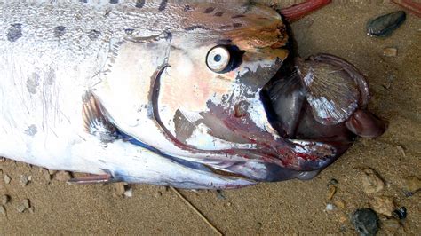 Oarfish