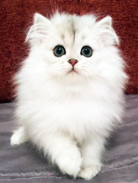 Persian Cats For Sale Cape Coral FL 252152 Petzlover