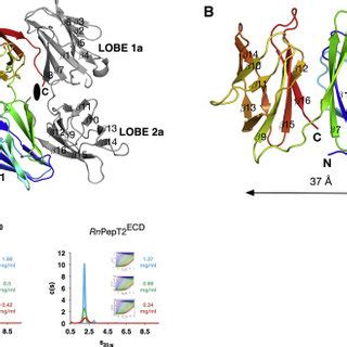 Pept And Pept Are Modular Proteins With Functionally Distinct Domains