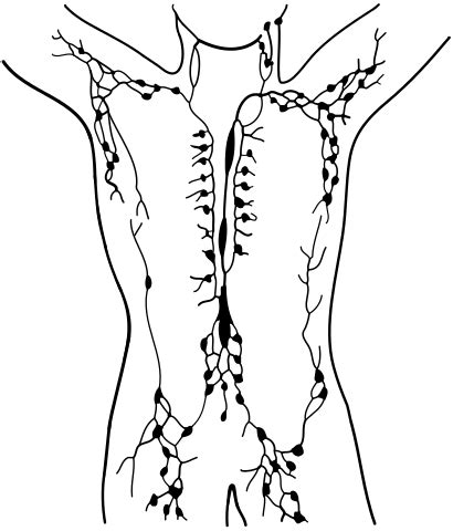 Lymphatic System Drawing | Free download on ClipArtMag