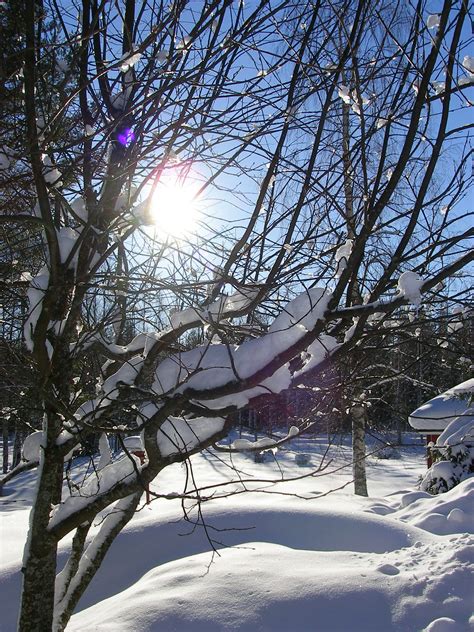 Free Images Tree Forest Branch Snow Winter Sun Sunlight Ice