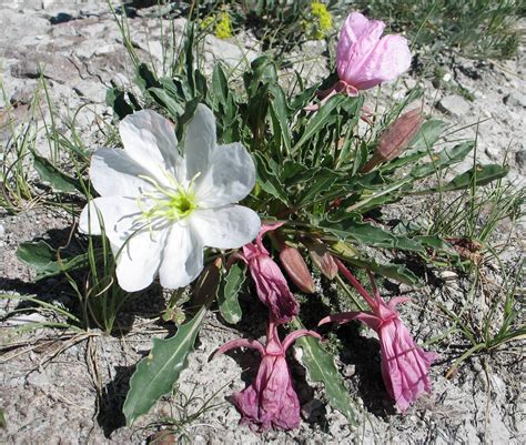 State Flower Of Montana The Bitteroot The Lemhi Shoshone Indians