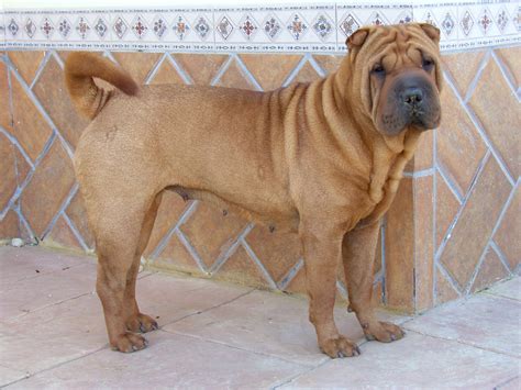 Shar Pei Sakc Dogs Wiki