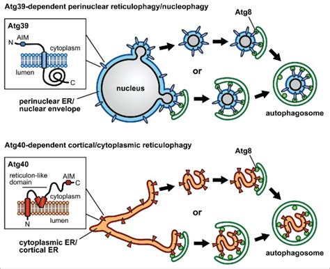 Reticulophagy And Nucleophagy New Findings And Unsolved Issues Pmc