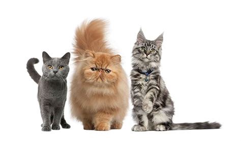 Most Expensive Cat Breeds In The World | 19 Pricey Felines