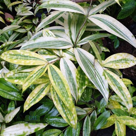 Jual Tanaman Hias Dracaena Golden Dracena Kuning Drasena Bambu Jepang