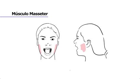 Músculo Masseter Youtube