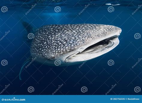 Underwater Shot Of A Whale Shark With Spot Patterns In Blue Ocean Stock