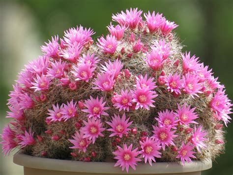 Mammillaria Zeilmanniana Rose Pincushion Cactus World Of Succulents