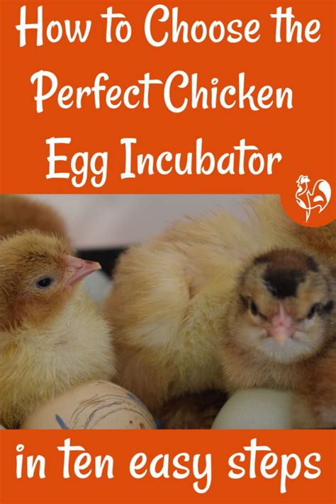 Choosing The Perfect Chicken Egg Incubator