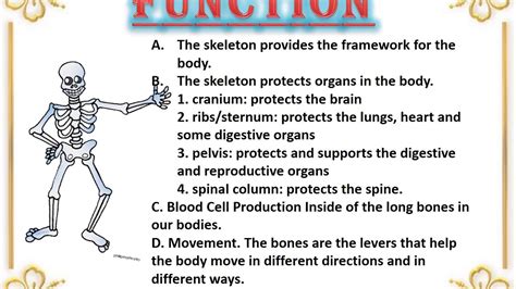 Ppt On Skeletal System Youtube