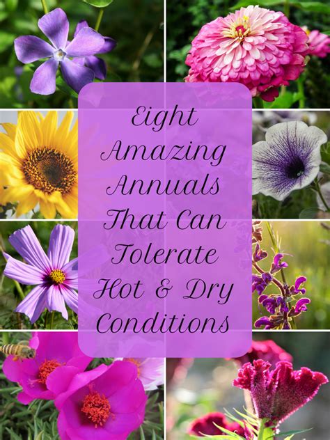 8 Awesome Heat And Drought Tolerant Annual Flowers And Plants Dengarden