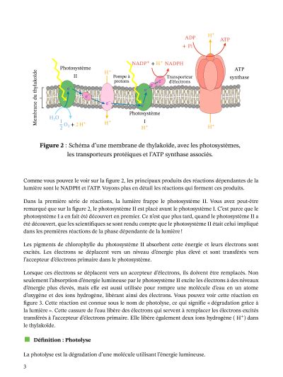 Leçon Réactions dépendantes de la lumière Nagwa