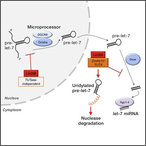 Lin A And Lin B Inhibit Let Microrna Biogenesis By Distinct