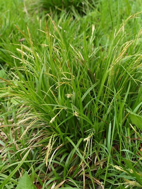 Carex Sylvatica Woodland Sedge Planten Vaste Planten Grassen