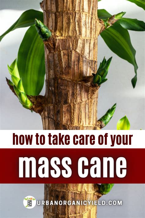 Dracaena Massangeana Care Corn Plant Care Corn Plant Mass Cane Plant