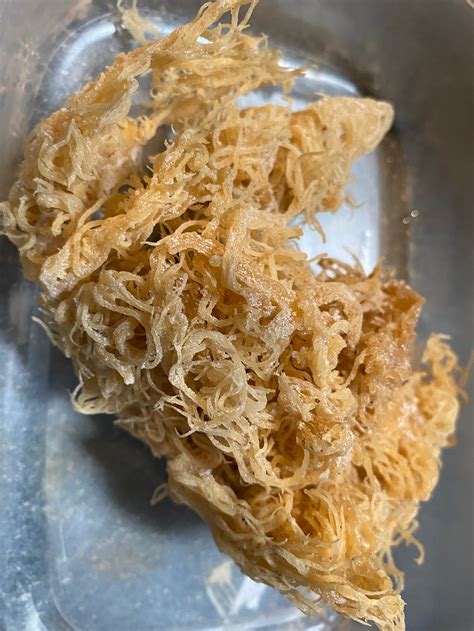 St Lucia Wildcrafted Gold Sea Moss Wholesale Etsy