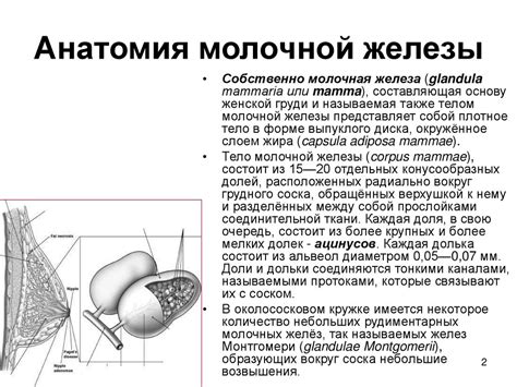 Молочные железы и их заболевания - презентация онлайн